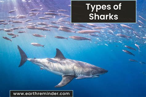 Different Types Of Sharks With Pictures Facts And Size Comparison