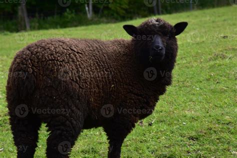 Romney Marsh Sheep with Thick Brown Wool on a Farm 9594663 Stock Photo at Vecteezy