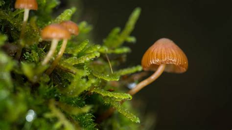 Wallpaper 1920x1080 Px Macro Mushroom Nature 1920x1080