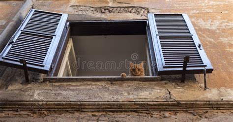 423 Cat Sleeping Window Sill Photos Free Royalty Free Stock Photos