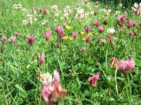 Red Clover Vs White Clover The Similarities And The Differences