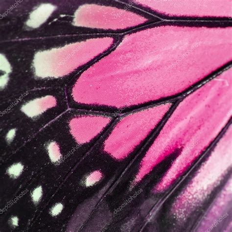 Butterfly Wings Close Up