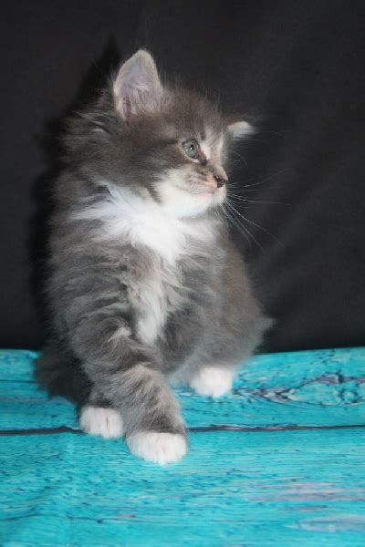 Chaton Maine Coon Chaton Blue Blotched Tabby M Le Disponible En