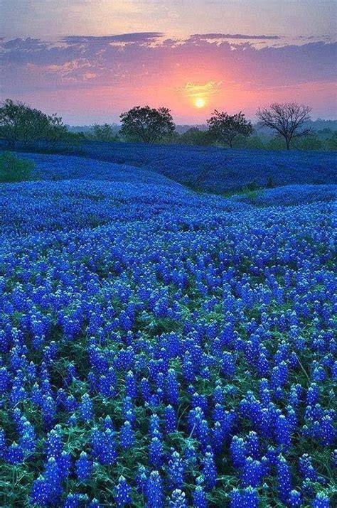 Bluebonnet field, landscapes, teksas, HD phone wallpaper | Peakpx