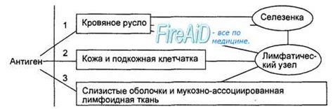 Селезенка. Функции селезенки. Лимфатические узлы. Функции лимфатических ...
