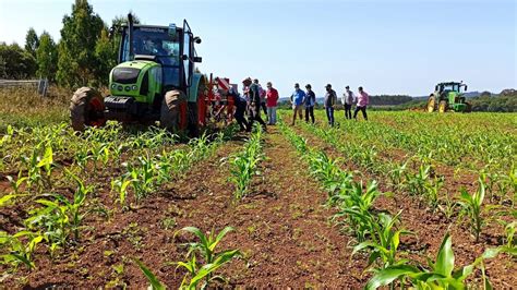 Cómo eliminar las malas hierbas del maíz con máquina y sin herbicidas