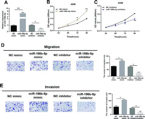 Mir 196b 5p Can Promote Proliferation Migration And Invasion Of Luad