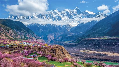 Live Enjoy Nyingchi Peach Blossoms In Southwest China S Tibet CGTN