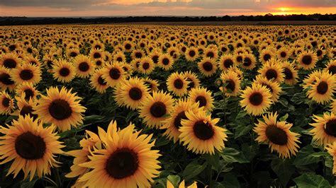 Family Farm Plants 2 Million Sunflowers | Woman's World