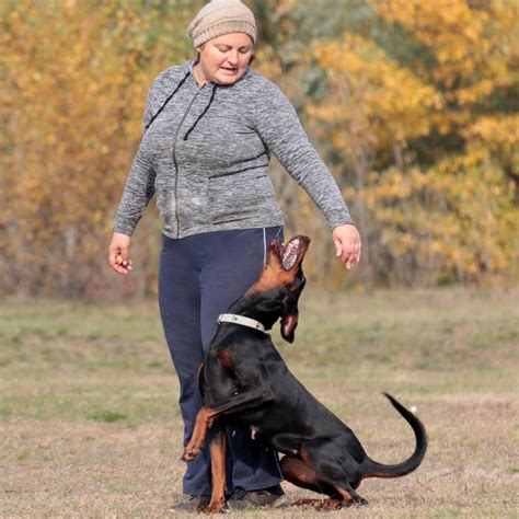 Доберман щенки предложение, племенные производители, Doberman