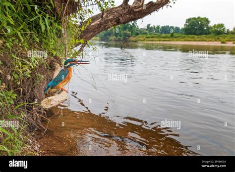 Common Kingfisher Alcedo Atthis Indicator Of Clean Flowing Waters