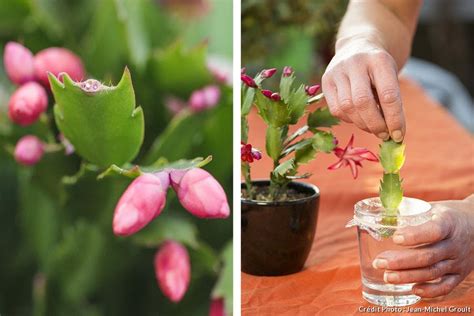 Cactus De Noël 3 étapes Simples Pour Le Faire Refleurir Détente Jardin