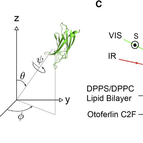 Structure Of The Otoferlin C F Domain From Pdb Iqh A Shown Are The