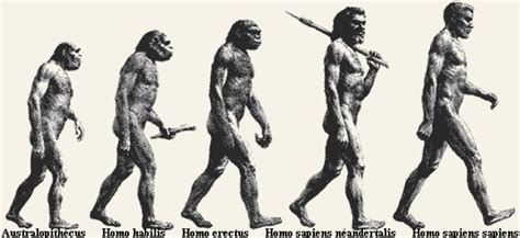 O Homem Atual Homo Sapiens Evoluiu Diretamente Dos Australopthecus