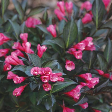 Wine And Roses Weigela Proven Winners Great Garden Plants