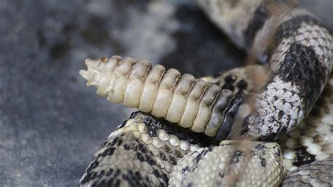 C Mo Tratar Una Mordedura De Serpiente De Cascabel En El Sendero De