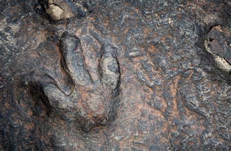 170 Million Year Old Dinosaur Footprints Discovered On Scotlands Isle