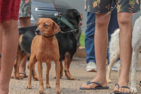 Prefeitura De Porto Velho Ro Divulga Chamamento Para Cadastrar