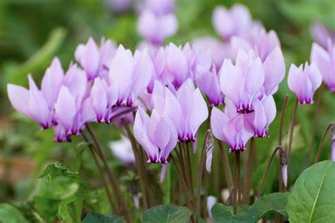 Winterblüher Diese Pflanzen blühen im Winter Plantura