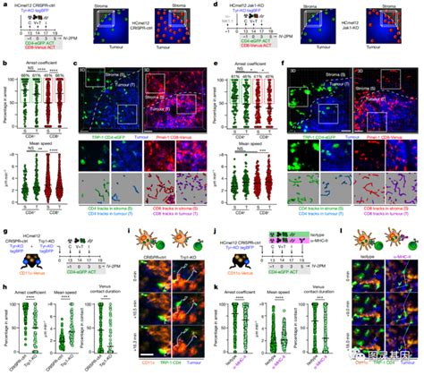 Nature Cd4 T细胞诱导的炎症细胞死亡控制肿瘤免疫逃避 知乎