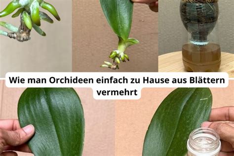 O Vermehren Sie Eine Orchidee Aus Einem Blatt Eine Einfache Anleitung