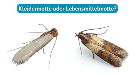 Lebensmittelmotte Oder Kleidermotte Befall Identifizieren