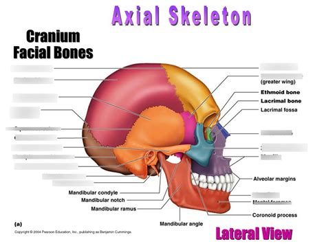 Lateral View Of The Human Skull Diagram Quizlet