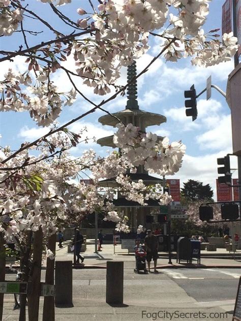 San Francisco Cherry Blossom Festival 2024: | Pink blossoms and fun!