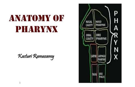 Anatomy Of Pharynx Ppt