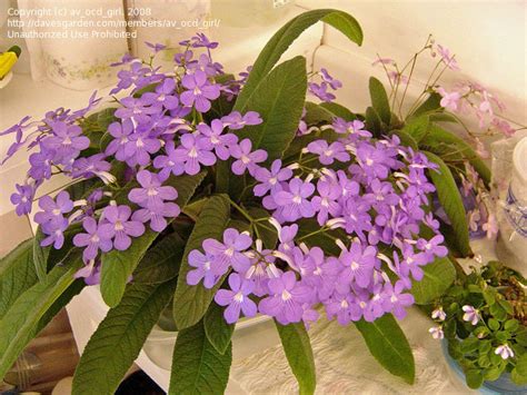 Plantfiles Pictures Cape Primrose Falling Stars Streptocarpus By Equilibrium