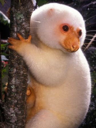 Cuscus | Animal Wildlife