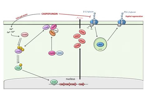 Ilan Schwartz Md Phd On Twitter New Minireview In Aacjournal From