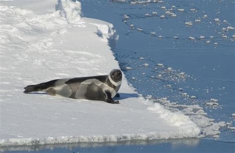 Ribbon Seal Ocean Treasures Memorial Library