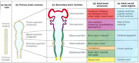 Back Spinal Cord Caudal End Of Neural Tube