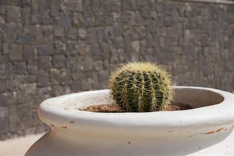 Cactus En Una Olla Blanca Con Un Fondo Borroso Foto Premium