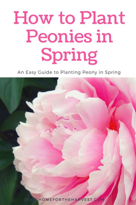 Planting Peonies In Spring