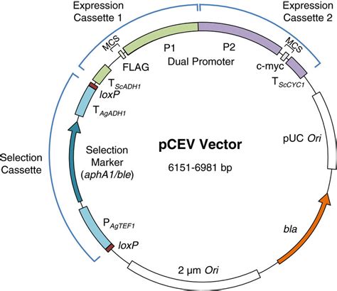 Plasmid Vector Map