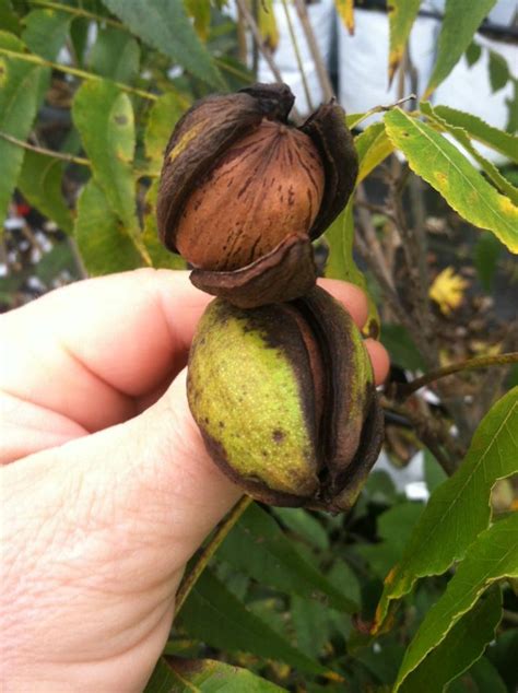 Pecan Pollination - Rock Bridges Trees