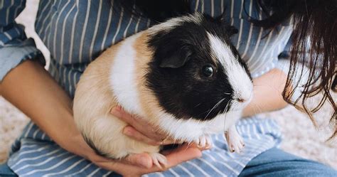 Guinea Pig Facts The Most Adorable And Active Pet You Can Flickr