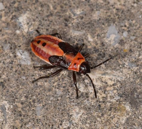 Lygaeus Creticus Zwiniec Oleandrowiec Insektarium