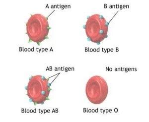 Inheritance of blood group (AB) in humans & Steps of determining of a ...