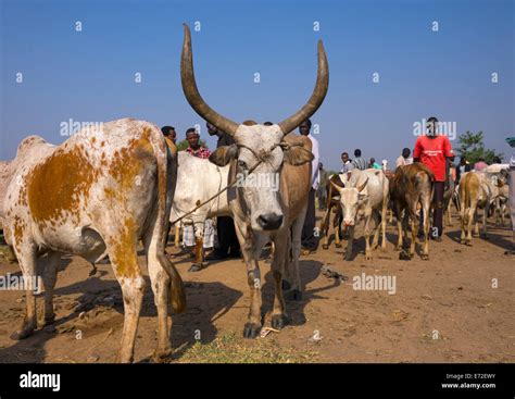 Nuer Tribe Livestock And Catlle Market Gambela Ethiopia Stock Photo