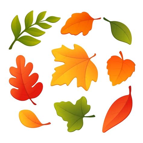 Premium Vector Vector Illustration Of Autumn Forest Leaves Set