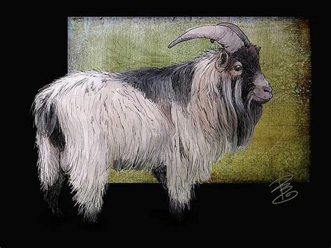 Billygoat Art Fine Art America