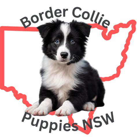 Border Collie Grooming Guide Bordermeade Border Collies