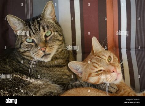 Two Cats Hugging Hi Res Stock Photography And Images Alamy