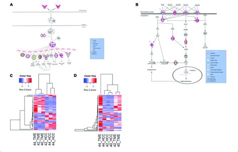 Differential Expression Of Genes Involved In Neo Angiogenesis