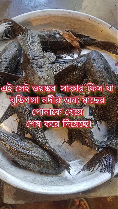 বুড়িগঙ্গা নদীর মাছকে ধ্বংস করে দেওয়া এই সেই সাকার ফিস।অদ্ভুত সাকার