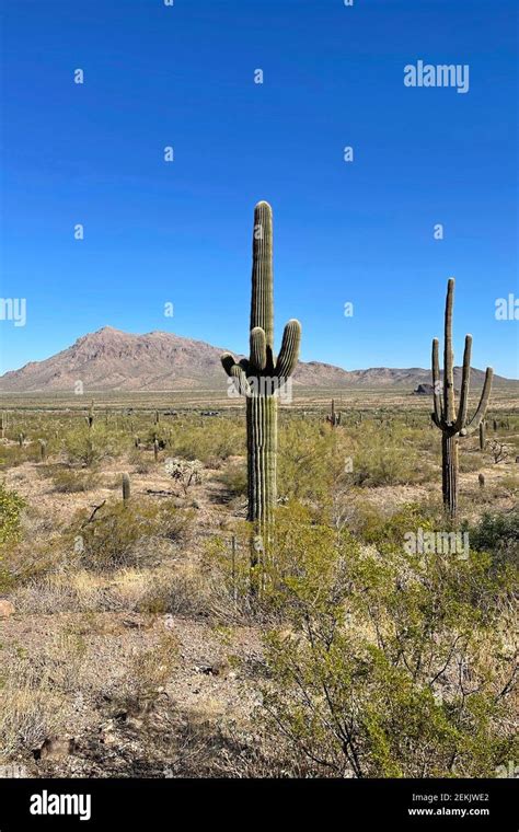 Picacho Peak State Park In The Area North Of Tucson Az Stock Photo Alamy