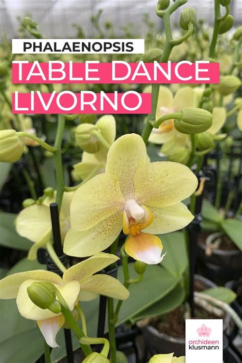 Table Dance Livorno Mit Gelben Bl Ten Und Stielen Orchideen